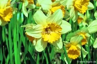 Семена Клубней Нарцисс Фисташка 1 шт — фотография товара