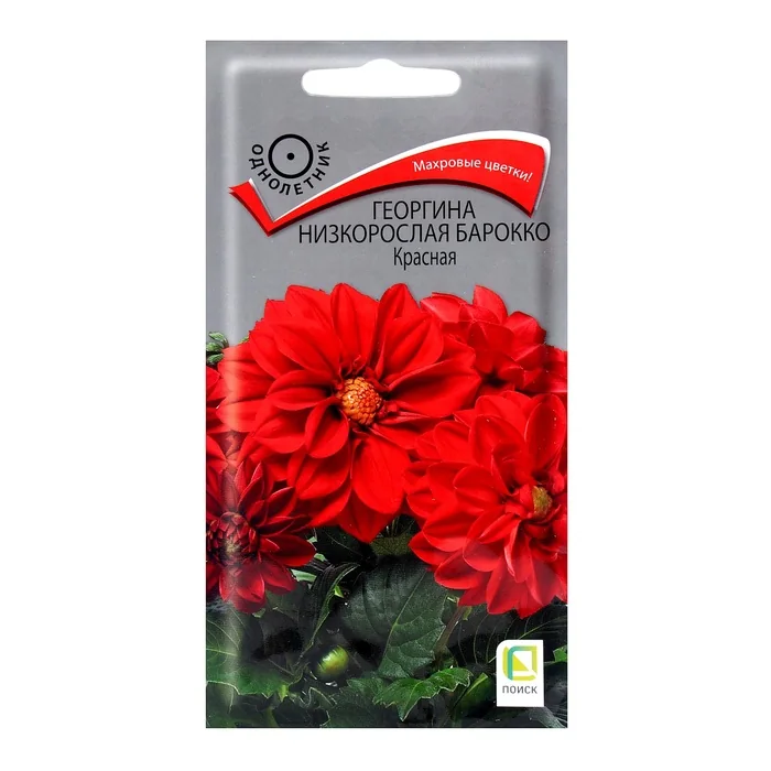 Семена цветов Георгина низкорослая Барокко Красная Поиск — фотография товара