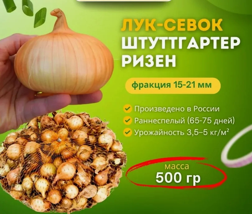 Лук-севок в сетке Штуттгартер 0,5 кг — фотография товара